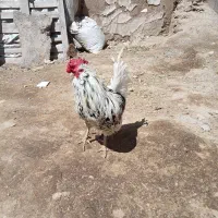 سه عدد خروس با یک عدد مرغ محلی جوان