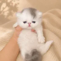 پرشین اگزوتیک سوپر فلت ون