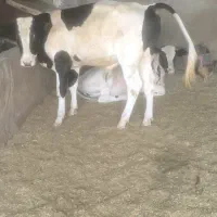 دو راس گوساله نر پای پروار