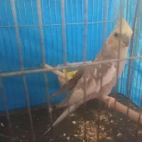 عروس هلندی سخنگو