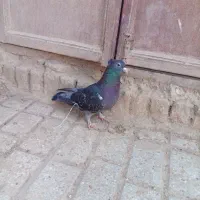 سبز کاکل ماده