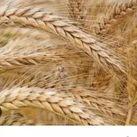 جو فروشی تمیز