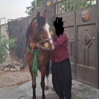 اسب عرب کرد