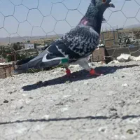 قره پولک کاکلی