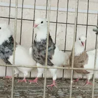 کبوتر طوقی