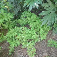 نشاءگوجه گیلاسی