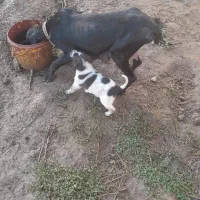 سگ شکاری|سگ|گوراب زرمیخ, |دیوار