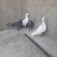 کبوتر پرشی