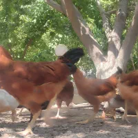 فروش جوجه ۳ و ۵ ماهه مرغ گلپایگانی و اردک ۳ ماهه