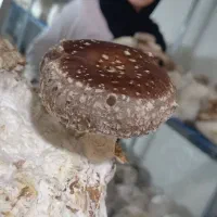 تولیدقارچ شیتاکه در ایران منبع تقویت سیستم ایمنی