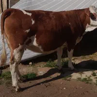 گاو