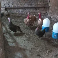 بوقلمون