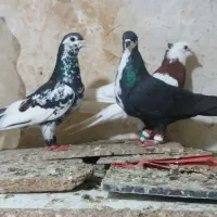 کفتر پرشی خال افشون کلاغ کرواتی سرخ زاغ دم سفید سی
