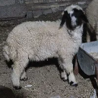 بره|حیوانات مزرعه|حمیدیه, |دیوار