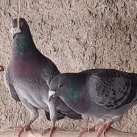 پلاکی نر و ماده دونه ایی700