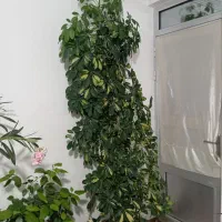 گل طبیعی|گل و گیاه طبیعی|اهر, |دیوار