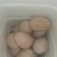 تخم مرغ شاخدار،نطفه دار