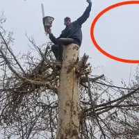 هرس درختان خرید و فروش چوب