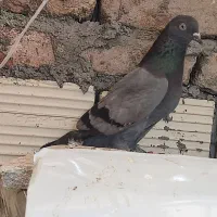 معامله یا فروش یه سبز ماده چشم سفید