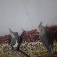 عروس هلندی