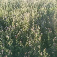 بذر یونجه رنجر پایه بلند شرطی