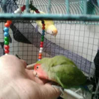 جفت کوتوله طوطی برزیلی دستی