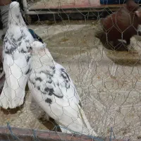 جفت سرور دم سفید نر