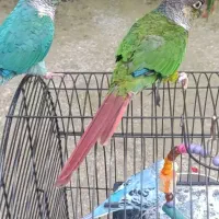 پرنده گرینچیک