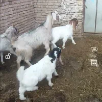 دوبز باسه بزغاله فروشی