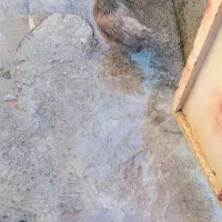 مرغ  محلی اصل  چهل تاج