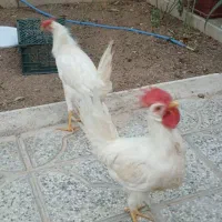 خروس سفید