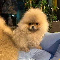 پامرانیان بوو فیس (عروسک زنده)