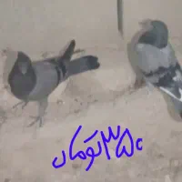 پلاکی|پرنده|لوداب, |دیوار