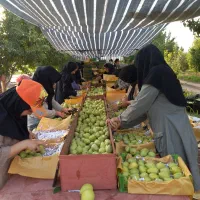 سرکارگر میوه جات صیفی جات با کارگران زرنگ