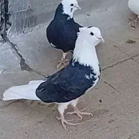 کبوتر پرشی