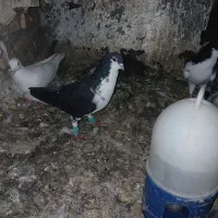 کپرنده|پرنده|شوش, |دیوار