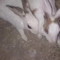 خرگوش