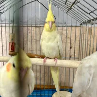 عروس هلندی لوتینو ۵ ماهه