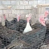 بوقلمون مخصوص پرورش