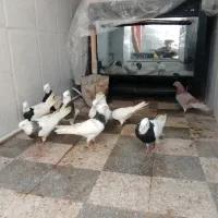 کبوتر فروشی