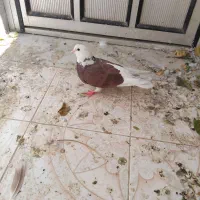 کبوتر ماده لیلک سرخ