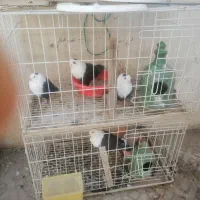 فروش هفت قفس 60 در 50،