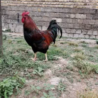 خروس سرحال و خوش رنگ