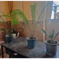 سیکاس ، گلدان ، گل و گیاه طبیعی