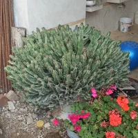 کاکتوس افوربیا