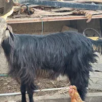بز و کره