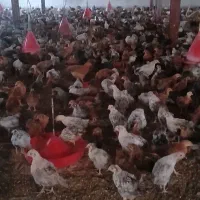 جوجه مرغ جهادی گلپایگانی