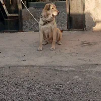 سگ پژدر