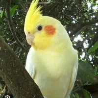عروس هلندی گمشده در تهرانپارس ۲۲۲ شرقی