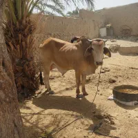گاوسالم نرواسه قربانی